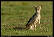 Black-backed Jackal, Masai Mara, Kenya � J. Zinn