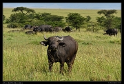  African Buffalo, Masai Mara, Kenya � J. Zinn