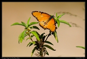  Dorippus Tiger Butterfly, Masai Mara, Kenya � J. Zinn