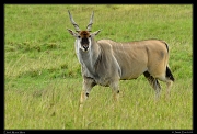  Eland, Masai Mara, Kenya � J. Zinn