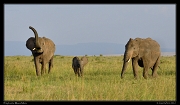  Elephants, Masai Mara, Kenya � J. Zinn