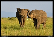  Elephants, Masai Mara, Kenya � J. Zinn