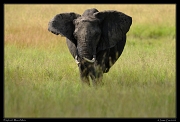  Elephant, Masai Mara, Kenya � J. Zinn