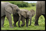  Elephants, Masai Mara, Kenya � J. Zinn