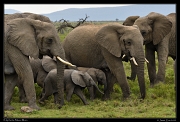  Elephants, Masai Mara, Kenya � J. Zinn