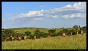  Journey of Giraffes, Masai Mara, Kenya � J. Zinn