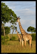  Giraffes, Masai Mara, Kenya � J. Zinn