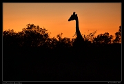  Giraffe at dawn, Masai Mara, Kenya � J. Zinn