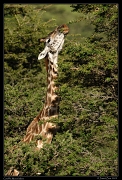  Giraffe, Masai Mara, Kenya � J. Zinn