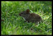  African Grass Rat, Masai Mara, Kenya � J. Zinn