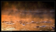  Hippo pool in dawn mist, Masai Mara, Kenya � J. Zinn