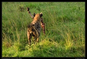  Hyena running with zebra leg, Masai Mara, Kenya � J. Zinn