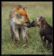  Spotted Hyena pups, Masai Mara, Kenya � J. Zinn