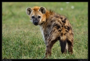  Spotted Hyena, Masai Mara, Kenya � J. Zinn