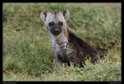  Spotted Hyena pup, Masai Mara, Kenya � J. Zinn