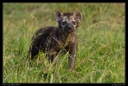  Spotted hyena pup, Masai Mara, Kenya � J. Zinn