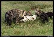  Spotted hyenas playing tug-o-war, Masai Mara, Kenya � J. Zinn