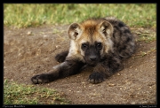  Spotted hyena pup, Masai Mara, Kenya � J. Zinn