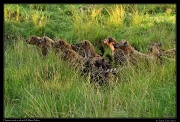  Hyenas stole a lion pride's zebra kill, Masai Mara, Kenya � J. Zinn
