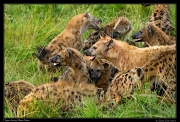  Spotted Hyena frenzy, Masai Mara, Kenya � J. Zinn
