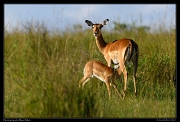  Nursing impala fawn,