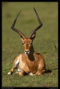  Male Impala, Masai Mara, Kenya � J. Zinn