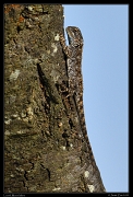  Lizard, Masai Mara, Kenya � J. Zinn