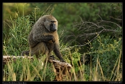  Olive Baboon, Masai Mara, Kenya � J. Zinn