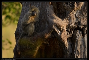  Olive Baboon, Masai Mara, Kenya � J. Zinn