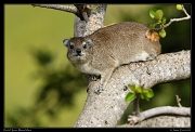  Rock Hyrax, Masai Mara, Kenya � J. Zinn