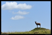  Topi, Masai Mara, Kenya � J. Zinn