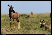  Topi, Masai Mara, Kenya � J. Zinn