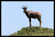  Topi, Masai Mara, Kenya � J. Zinn