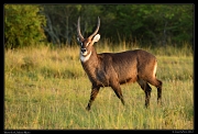  Waterbuck, Masai Mara, Kenya � J. Zinn