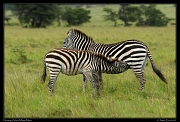  Zebra nursing, Masai Mara, Kenya � J. Zinn