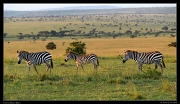  Zebras in the golden light, Masai Mara, Kenya � J. Zinn