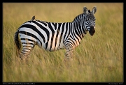  Zebra with Yellow-billed Oxpecker, Masai Mara, Kenya � J. Zinn
