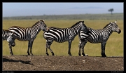  Zebras, Masai Mara, Kenya � J. Zinn