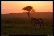  Zebra at dusk, Masai Mara, Kenya � J. Zinn