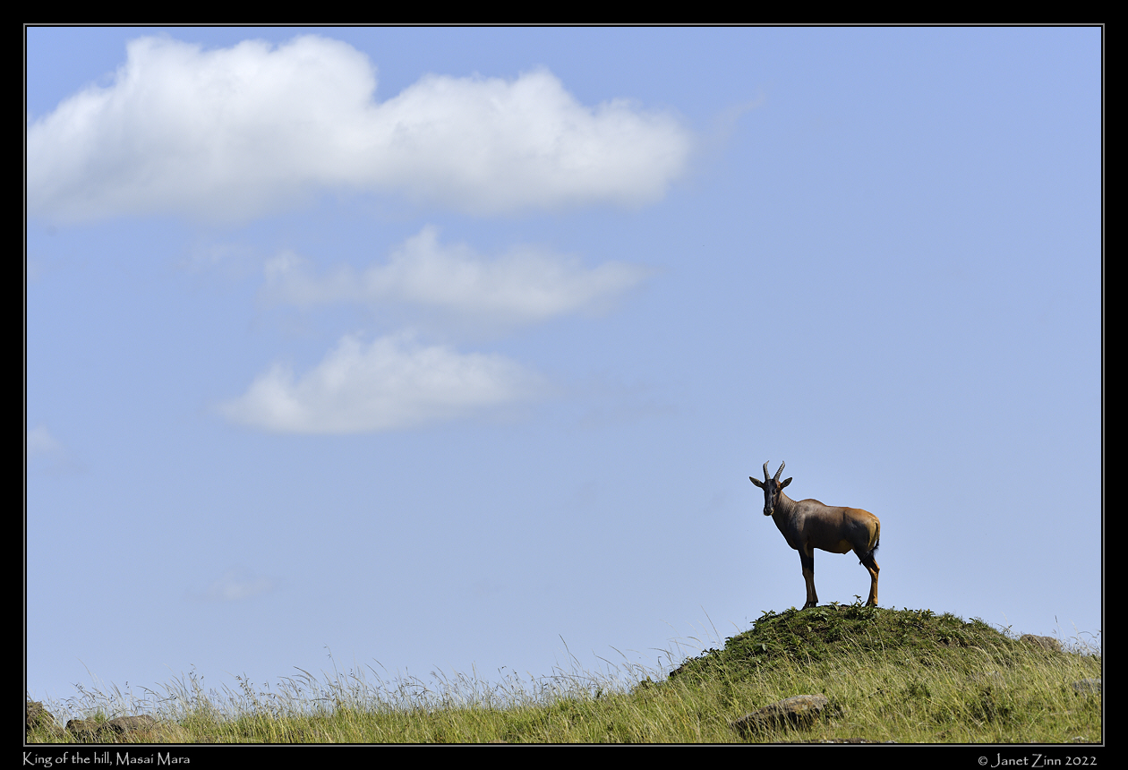 topi_JZ1_0693a