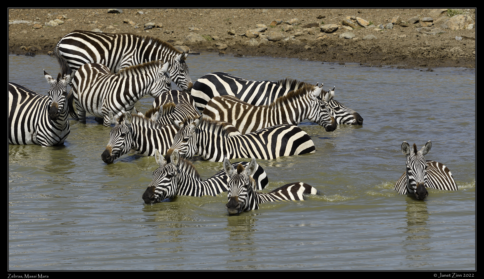 zebra_JZ1_0685a