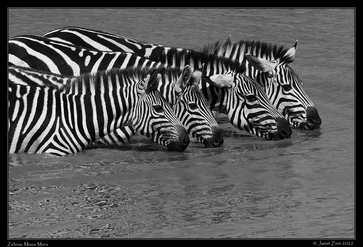 zebra_JZ1_0690a_DxOFPacros