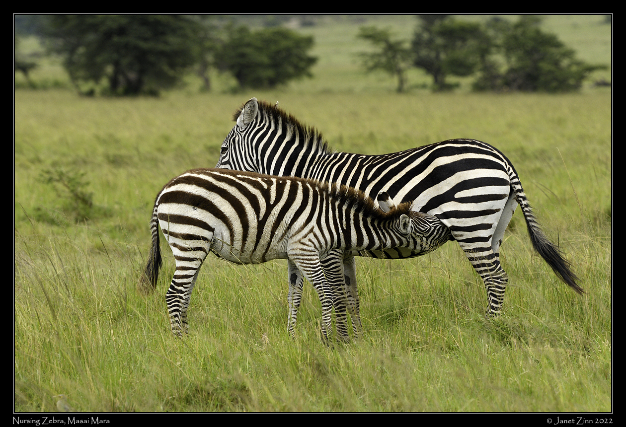 zebra_JZ9_6337a