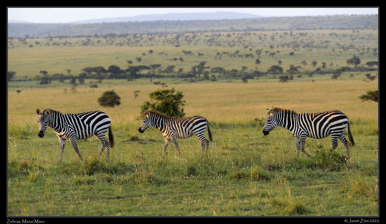 zebra_JZ9_6563a