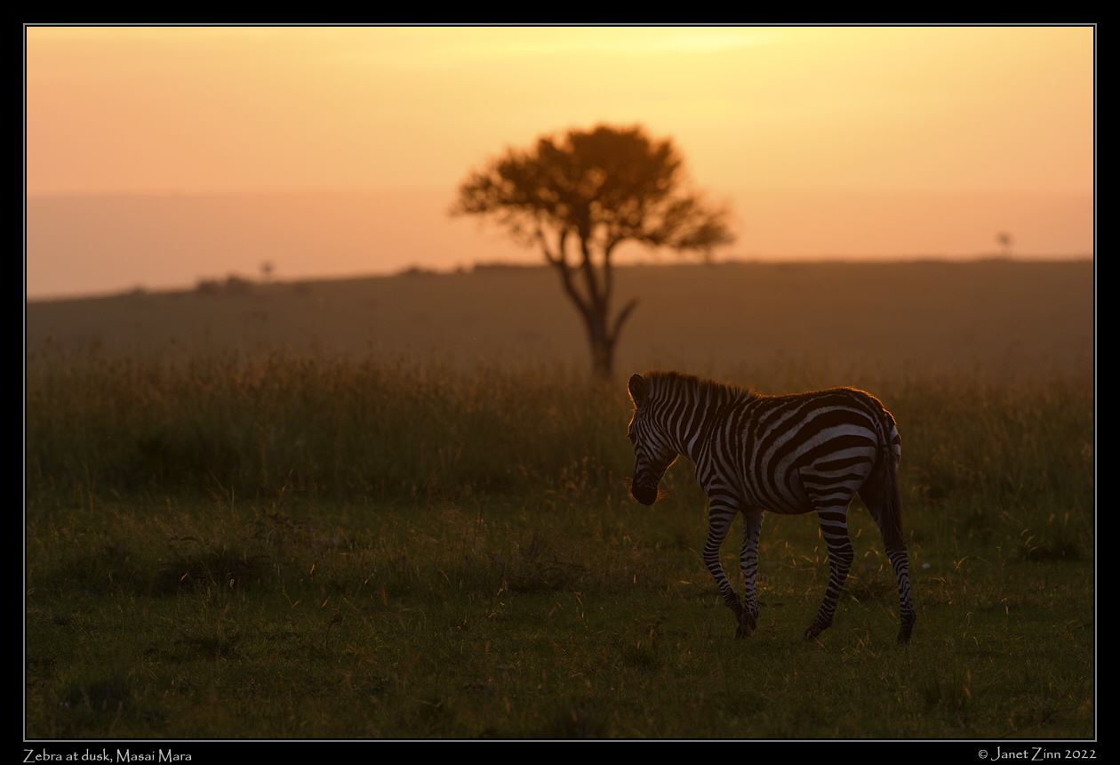 zebra_sunset_JZ9_6580b