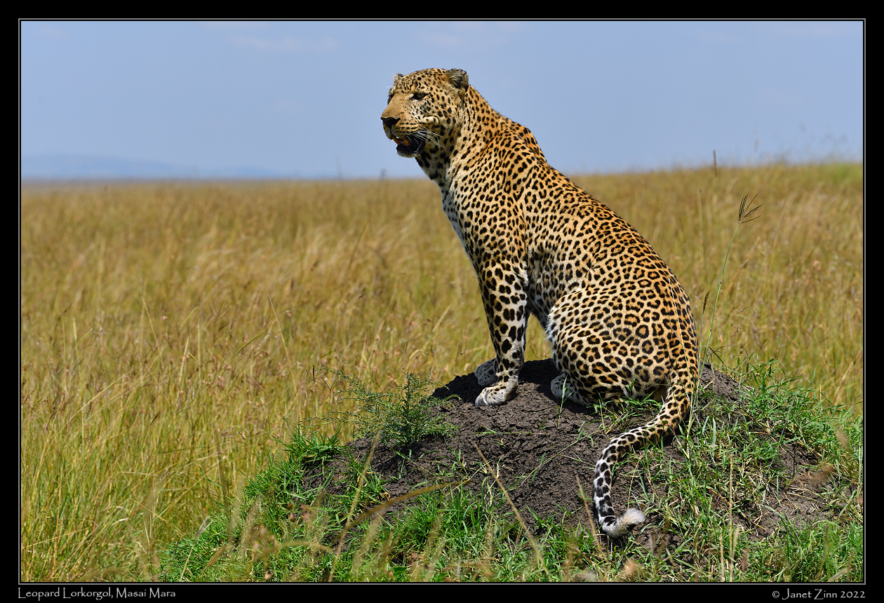 leopard_Lorkorgol_JZ1_7937a