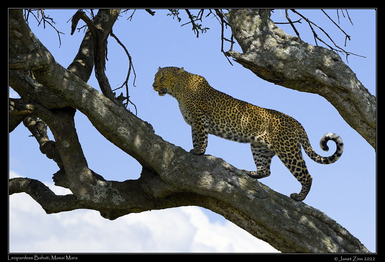 leopard_bahati_JZ9_2987b