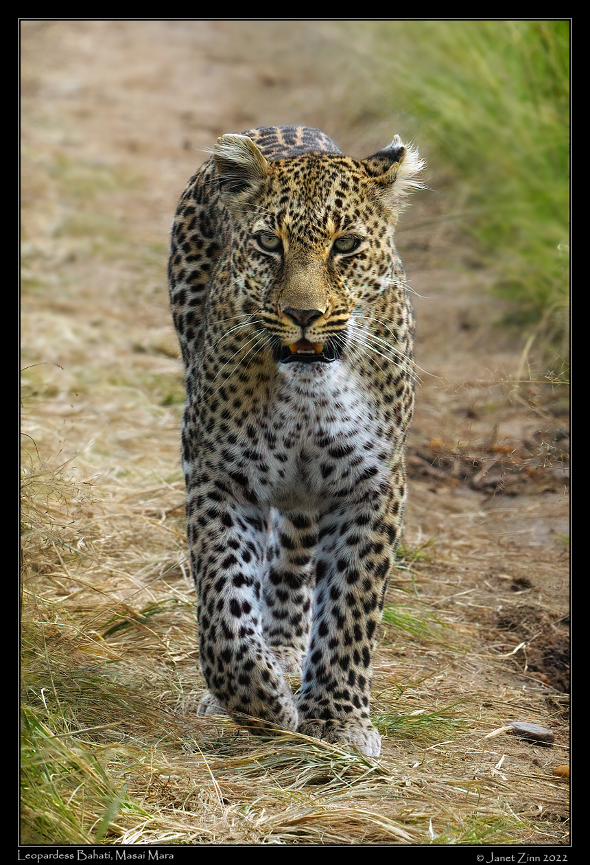 leopard_bahati_JZ9_3135cfxa