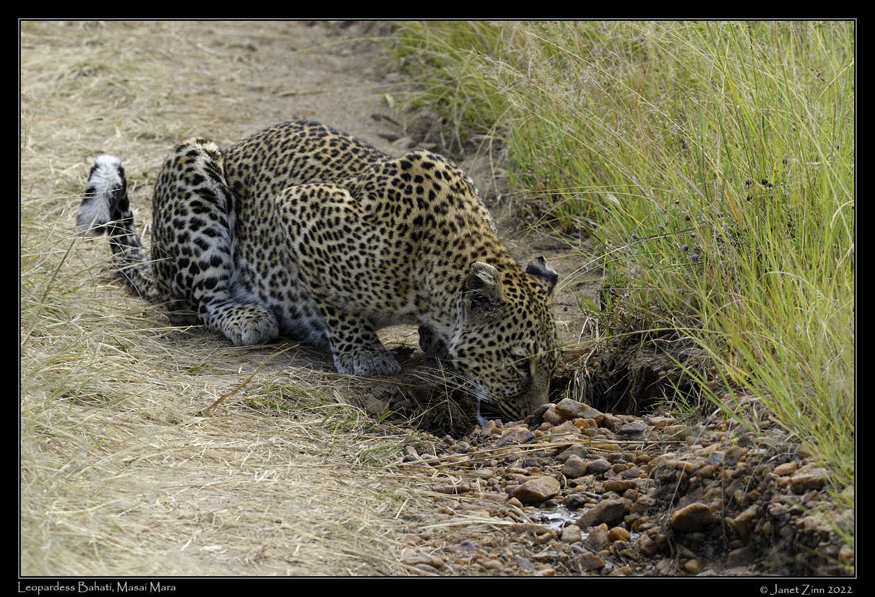 leopard_bahati_JZ9_3171a