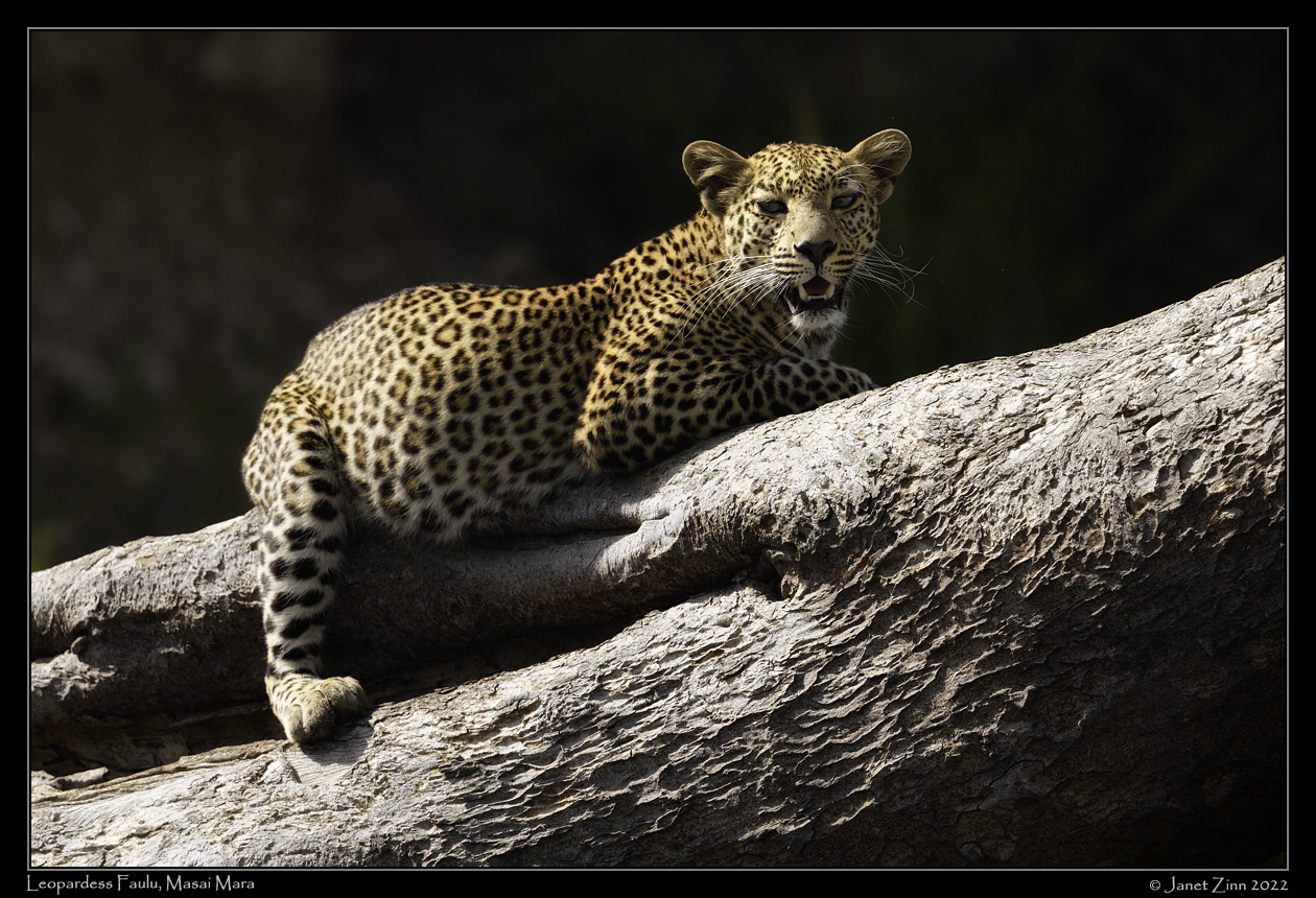 leopard_faulu_JZ9_0478cfxa